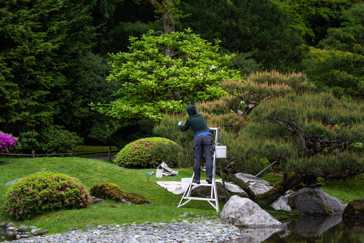 How to Prune Trees and Shrubs: Tips for Healthy Growth